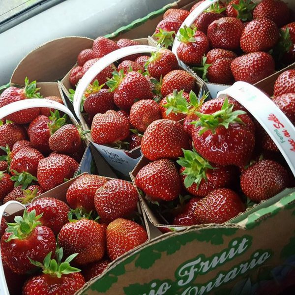 fraises autocueillette agrotourisme