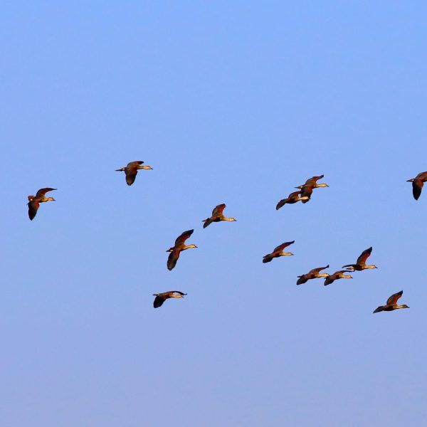 Célébrer la Journée mondiale des oiseaux migrateurs