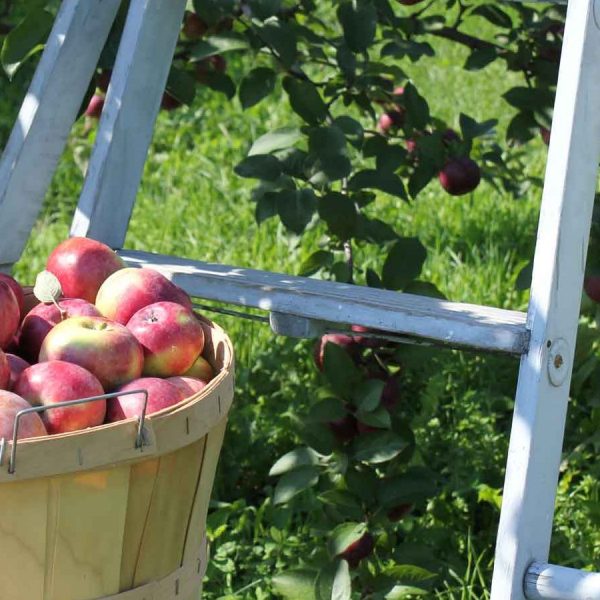 Pick-your-own fruits, vegetables and more
