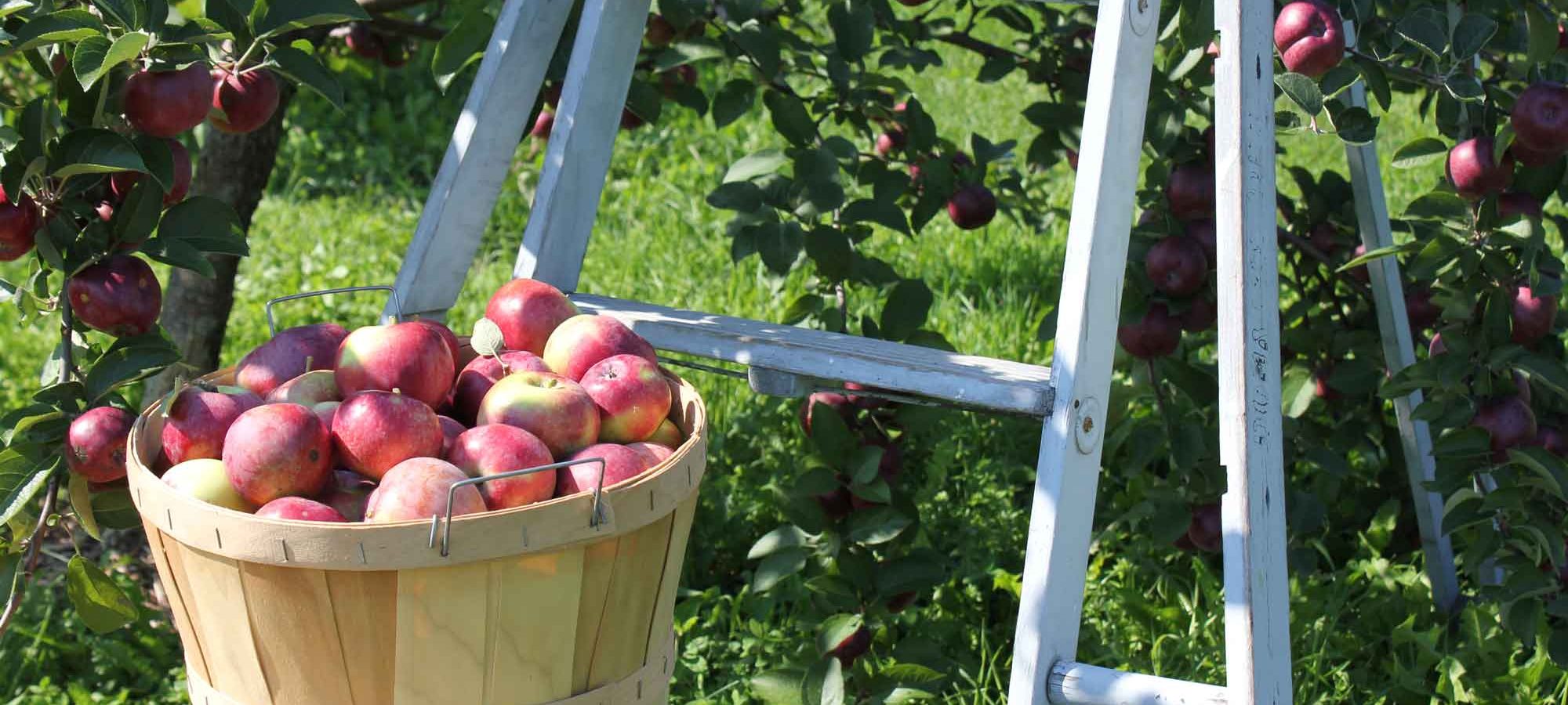 Pick-your-own fruits, vegetables and more