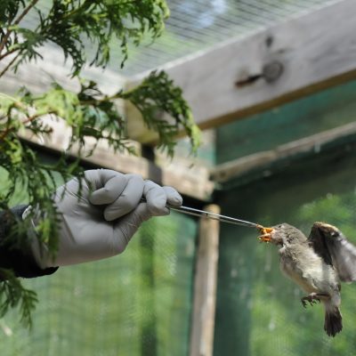 Dans l'Yonne, un centre accueille et soigne les oiseaux sauvages