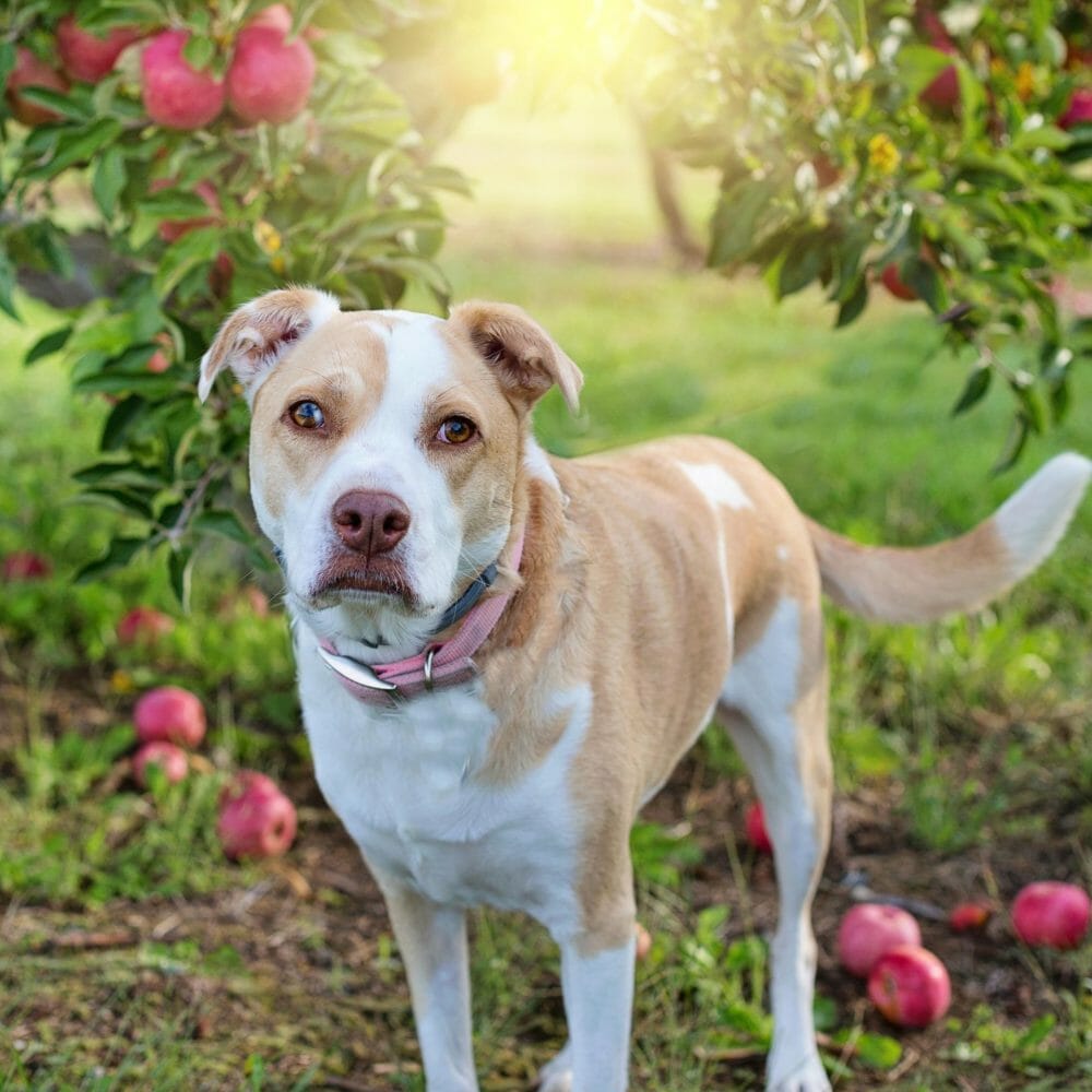 Dog-friendly weekend at Verger Labonté