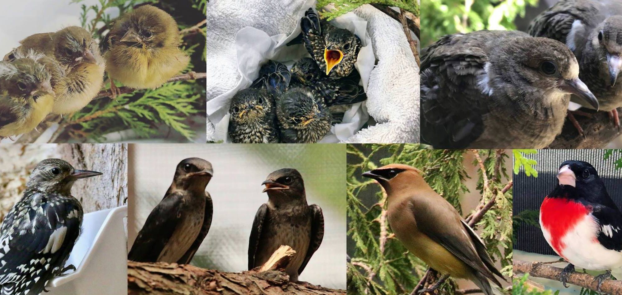 Célébrer la Journée mondiale des oiseaux migrateurs