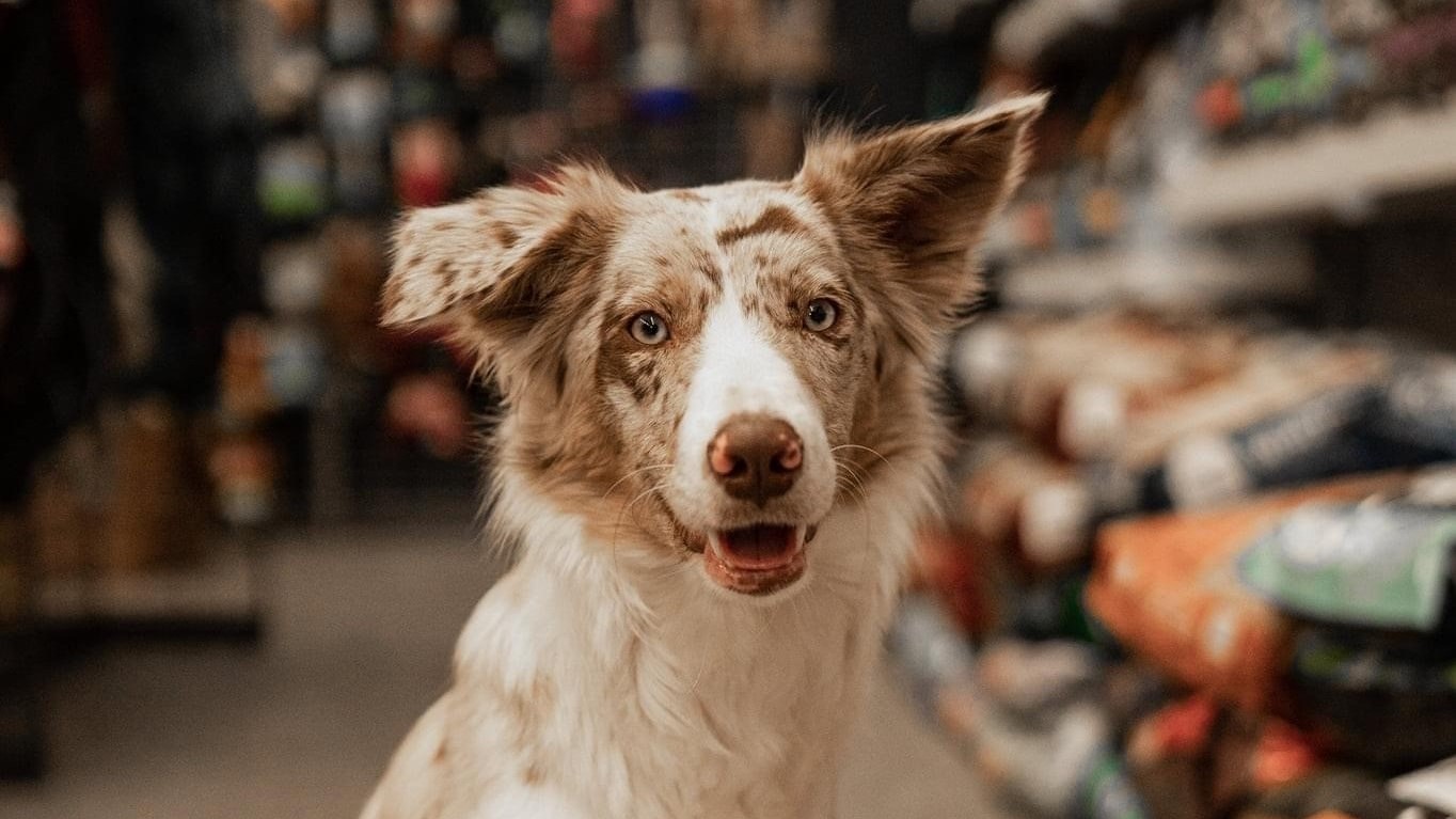 La Shop Canine