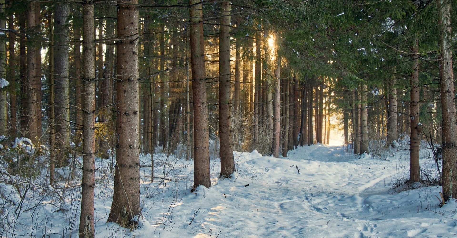 boisé ou forêt en hiver