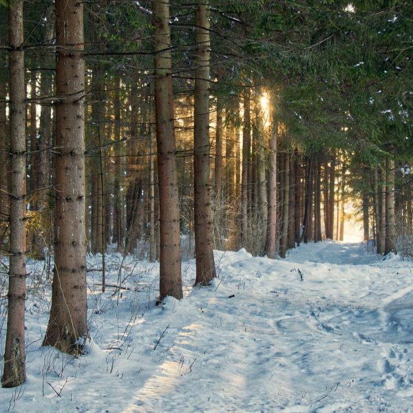 boisé ou forêt en hiver