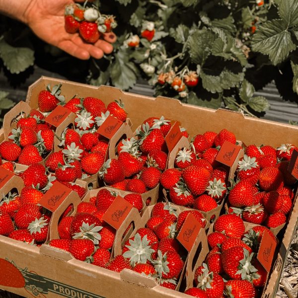 Où cueillir des fraises dans la région?