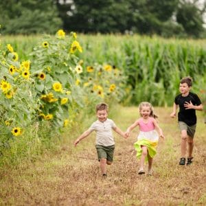 Tournesols en fleurs