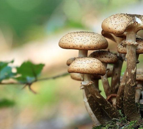 Hike discover mushrooms
