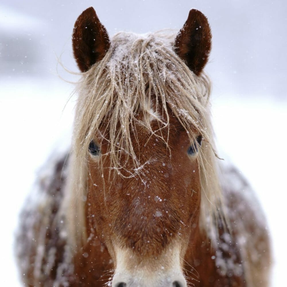 Christmas Market with horses