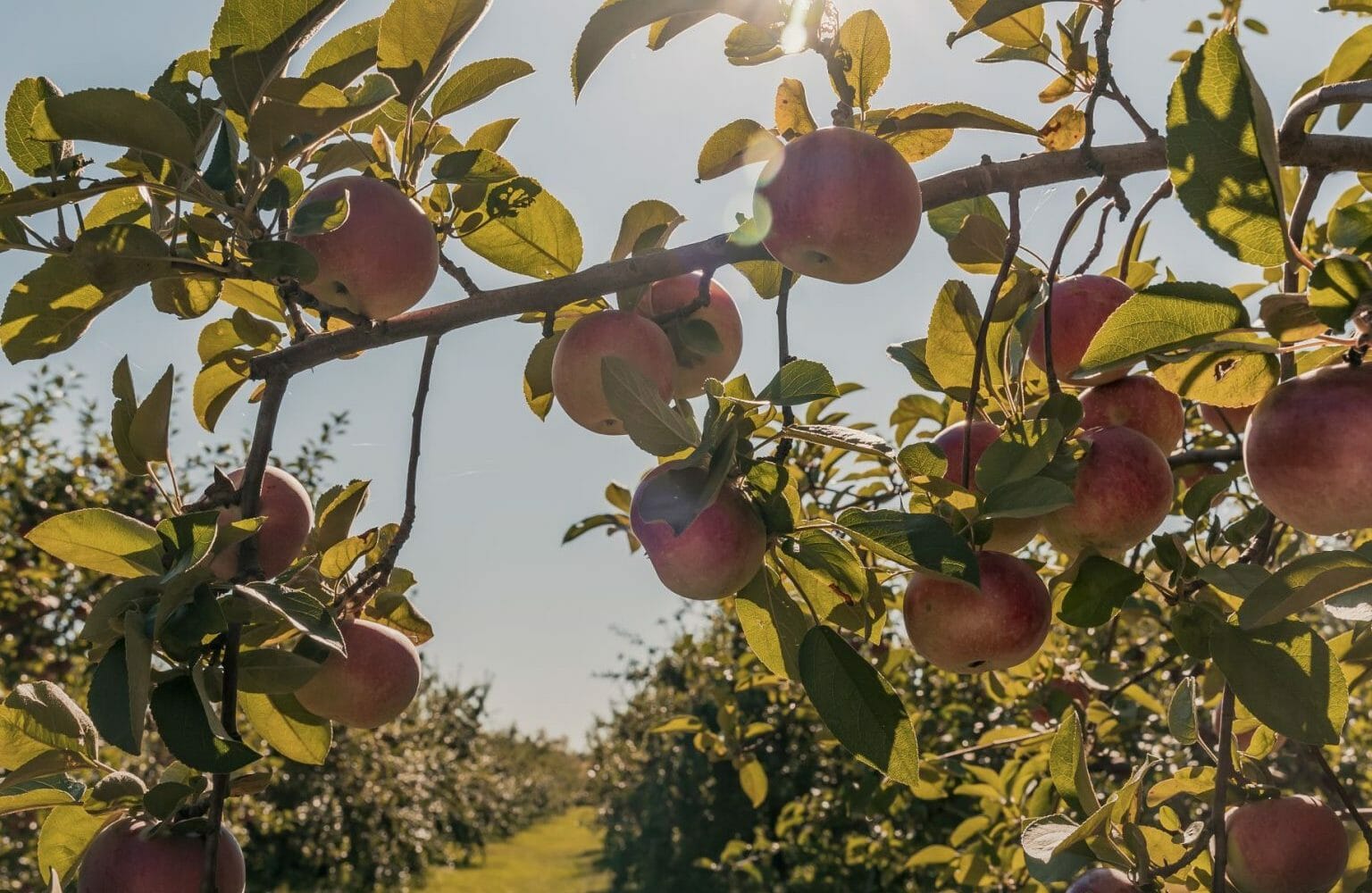 5 beautiful orchards to go apple picking