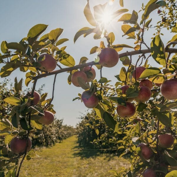 5 beautiful orchards to go apple picking