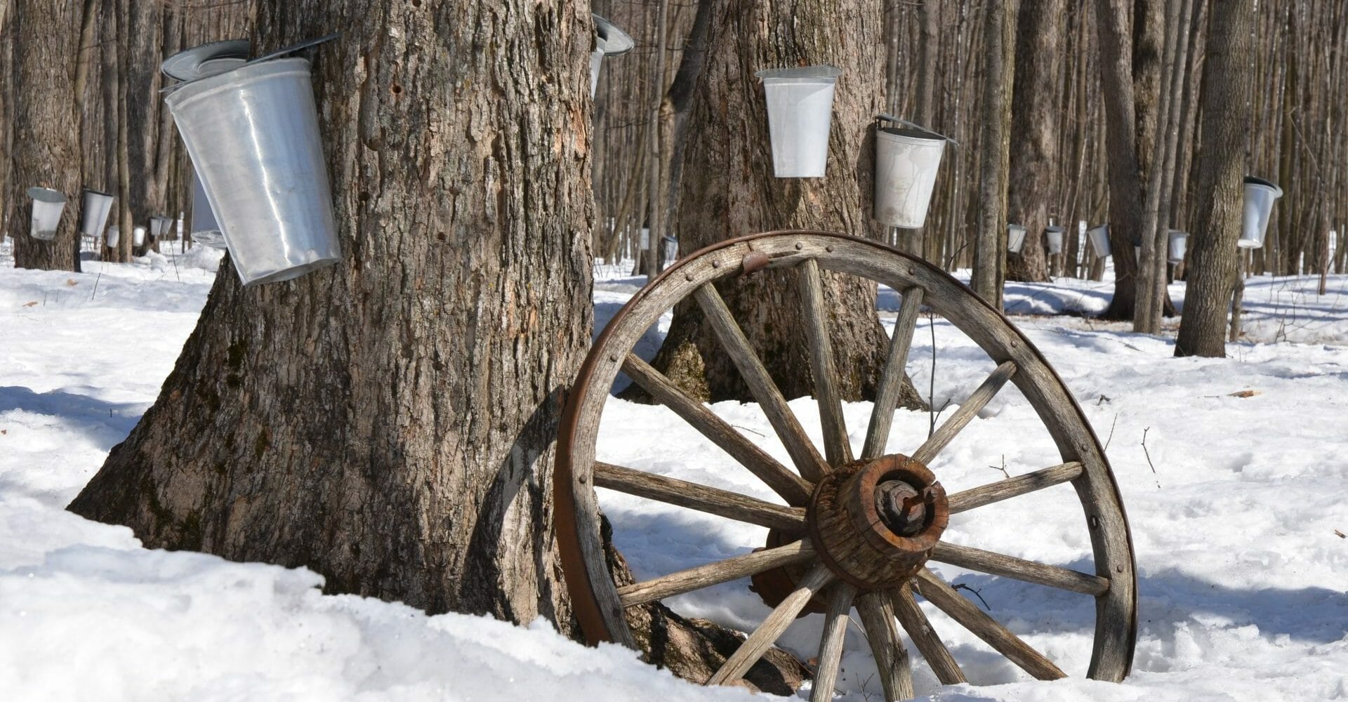 Maple Syrup Experience at Ferme Quinn