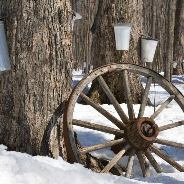 Maple Syrup Experience at Ferme Quinn