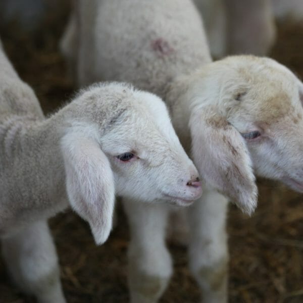 Baby animals and sheep shearing at Ferme Quinn