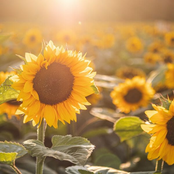 Des moments magiques dans les champs de tournesols