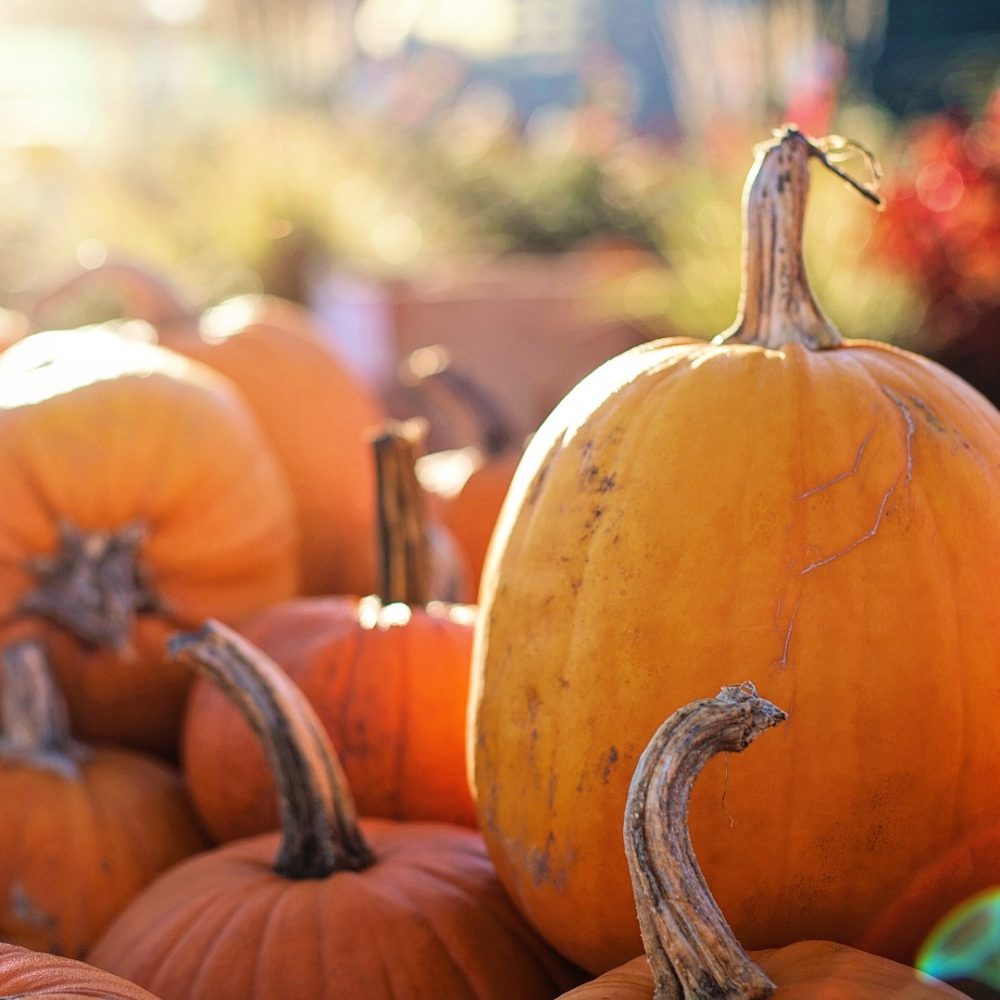 Fall Markets at Pengrove Farm