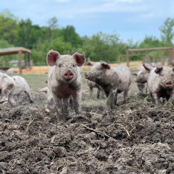 Exclusive visit to Ferme Petit Brûlé