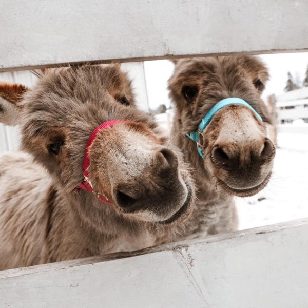 Carnaval d'hiver à la Ferme La belle et ses bêtes