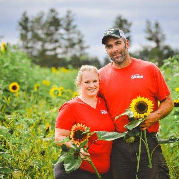 Tournesols au soleil couchant à la Ferme Quinn