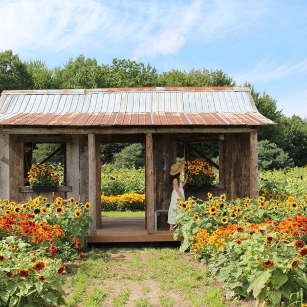 Sunflowers, apples and mazes: fall is coming soon to Vaudreuil-Soulanges