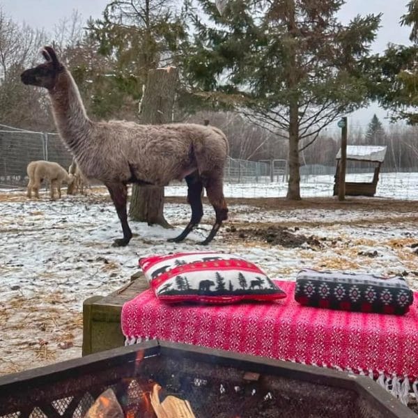 Feeding Alpacas & Fire Package