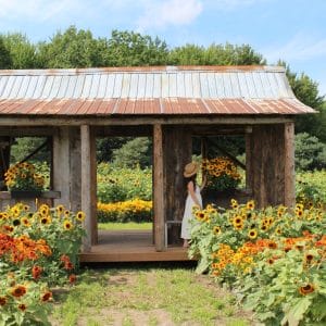 Tournesols en fleurs