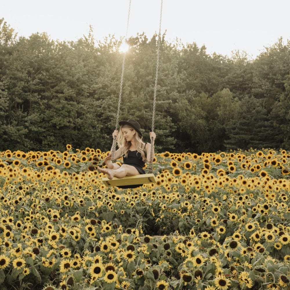 Blooming sunflowers