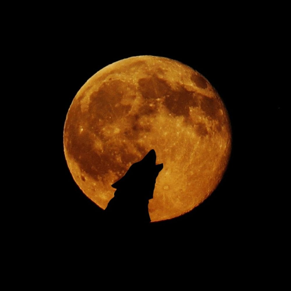 Werewolves of Millers Hollow